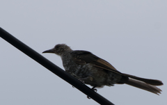 Hypsipetes amaurotis