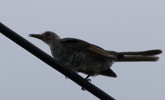 Hypsipetes amaurotis