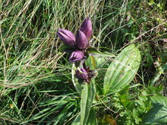 Gentiana pannonica