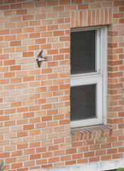 Hirundo rustica