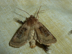 Chersotis cuprea