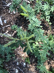 Lupinus albicaulis
