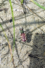 Cicindela lengi versuta
