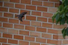 Hirundo rustica