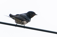 Hirundo rustica