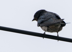 Hirundo rustica