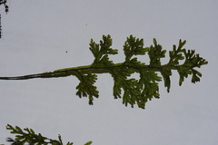 Hymenophyllum flexuosum