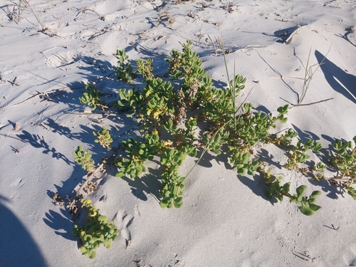 Image of Tetragonia decumbens by (c) De Waal Hugo, some rights reserved (CC BY)
