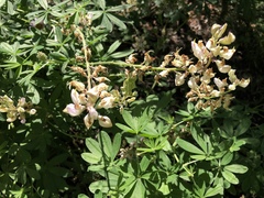 Lupinus albicaulis