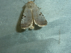 Chersotis margaritacea