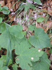 Adenostyles alliariae