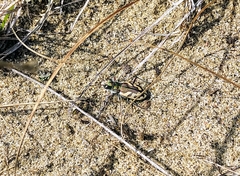 Cicindela lengi versuta