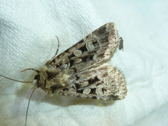 Chersotis multangula