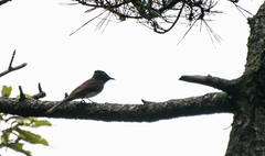 Terpsiphone atrocaudata