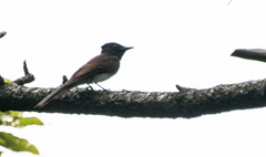 Terpsiphone atrocaudata