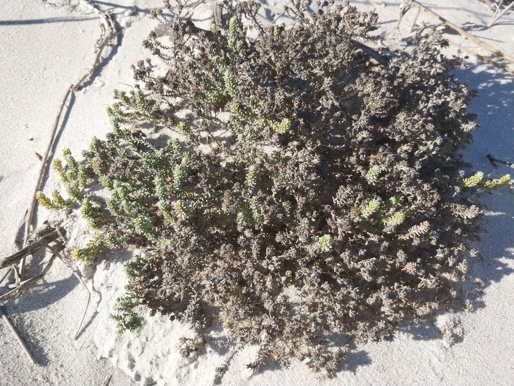 Helichrysum niveum; photograph (c) De Waal Hugo, some rights reserved (CC BY)