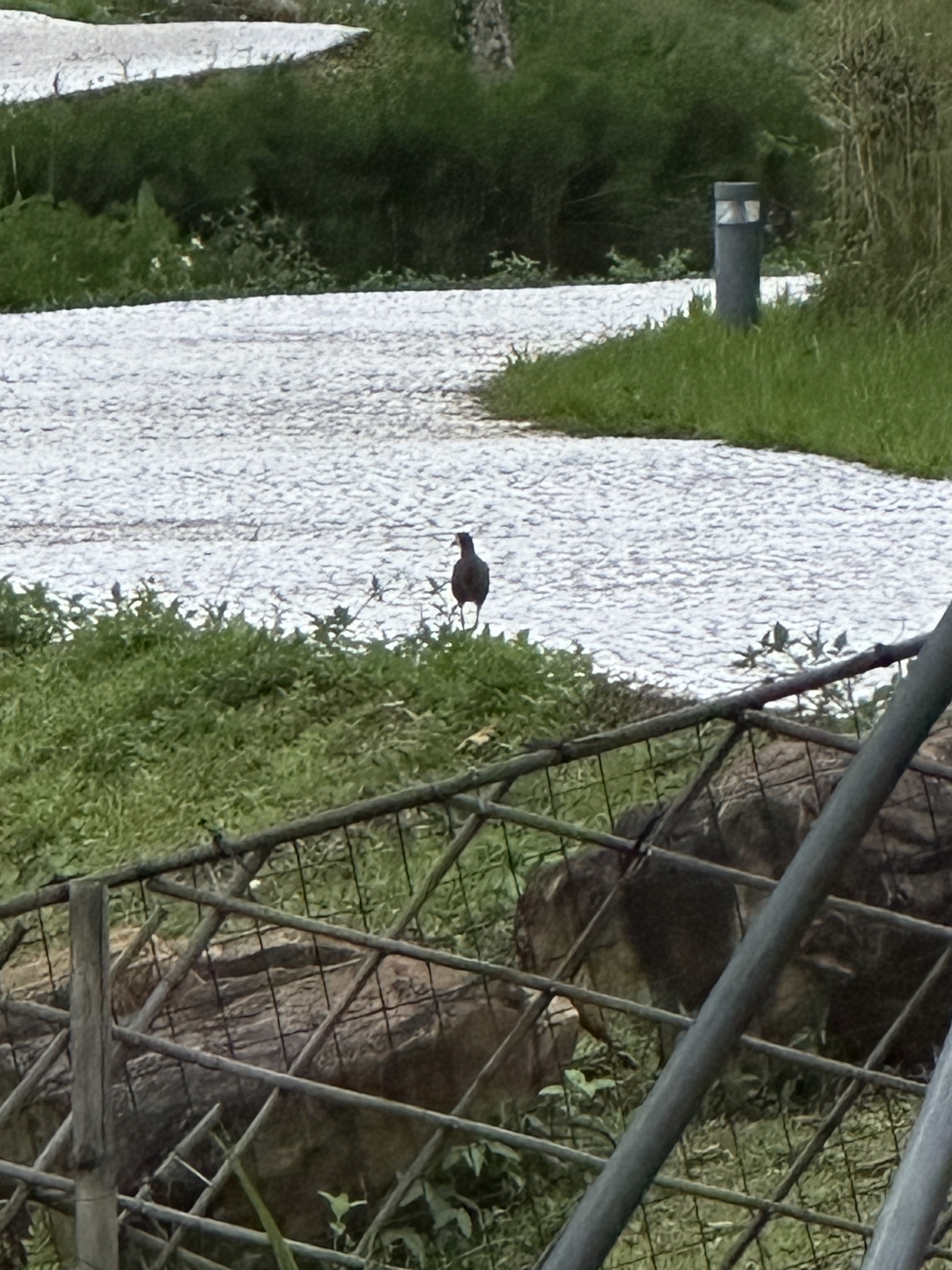 White-breasted Waterhen