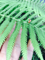 Pelazoneuron puberulum