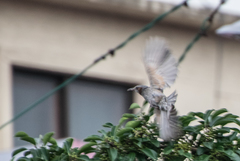 Hypsipetes amaurotis