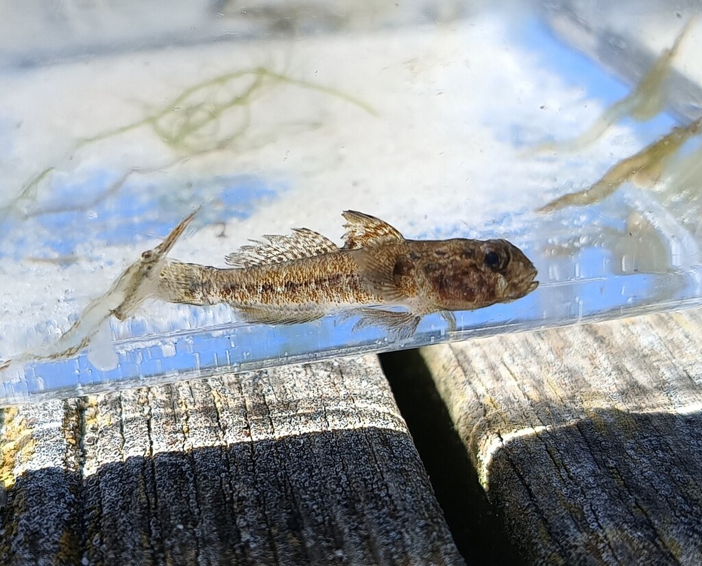 Black goby (Gobius niger) — Gobiidae