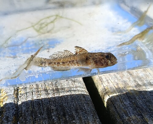 Black goby (Gobius niger) — Gobiidae