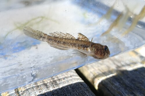 Black goby (Gobius niger) — Gobiidae — 5
