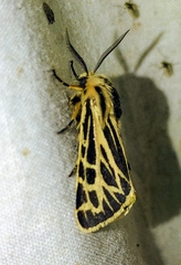 Apantesis obliterata