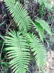 Pelazoneuron puberulum