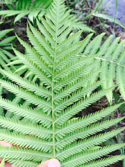 Pelazoneuron puberulum