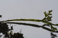 Hymenophyllum flexuosum