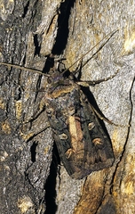 Actebia fennica