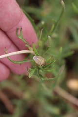 Peribalus strictus strictus