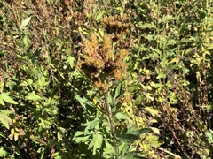 Phacelia procera