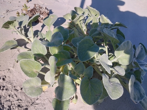 Image of Arctotheca populifolia by (c) De Waal Hugo, some rights reserved (CC BY)