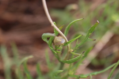 Peribalus strictus strictus