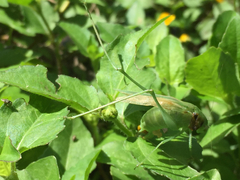 Tettigoniidae
