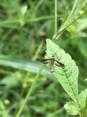 Sesiidae