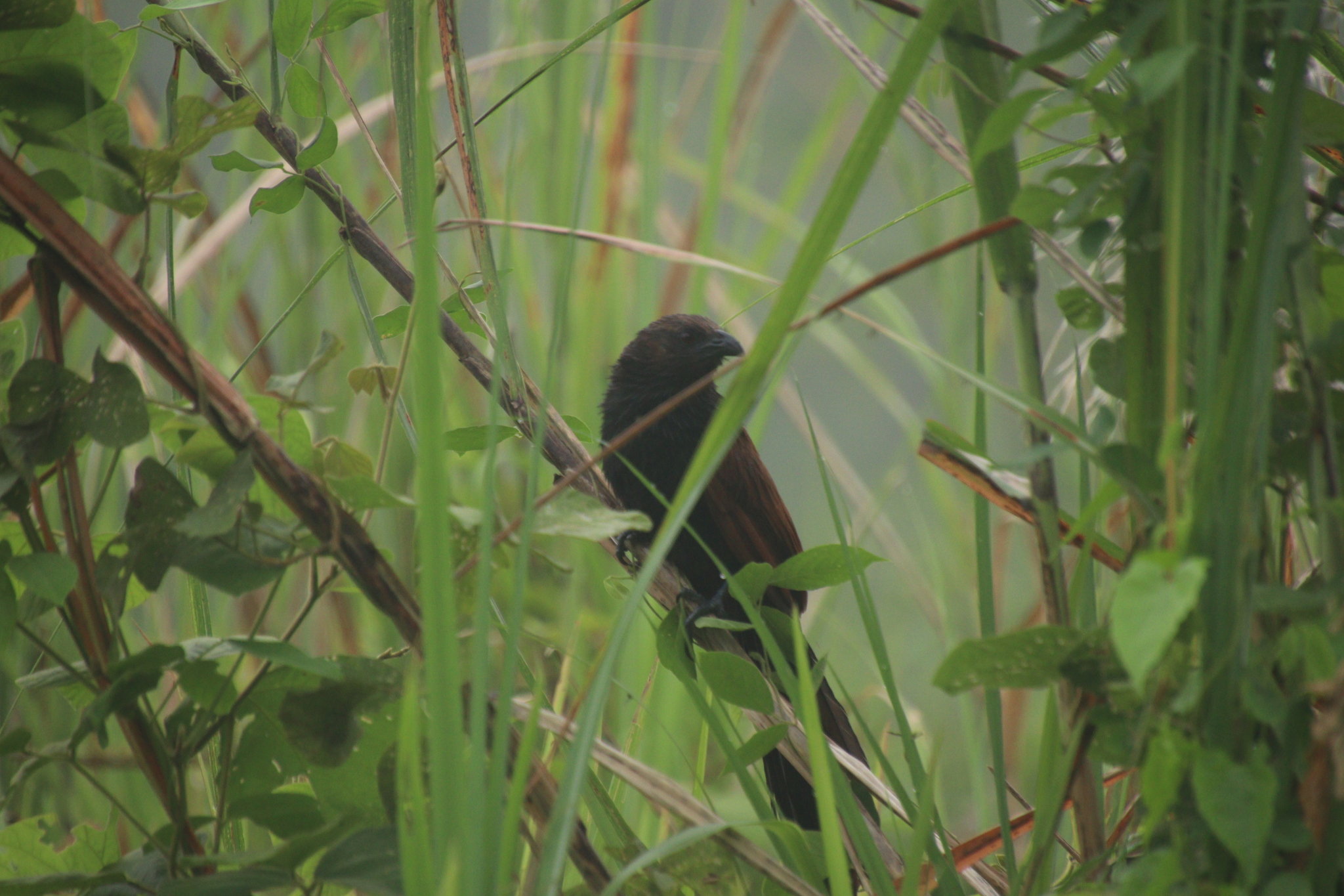 Philippine Coucal (Centropus viridis), photo 1