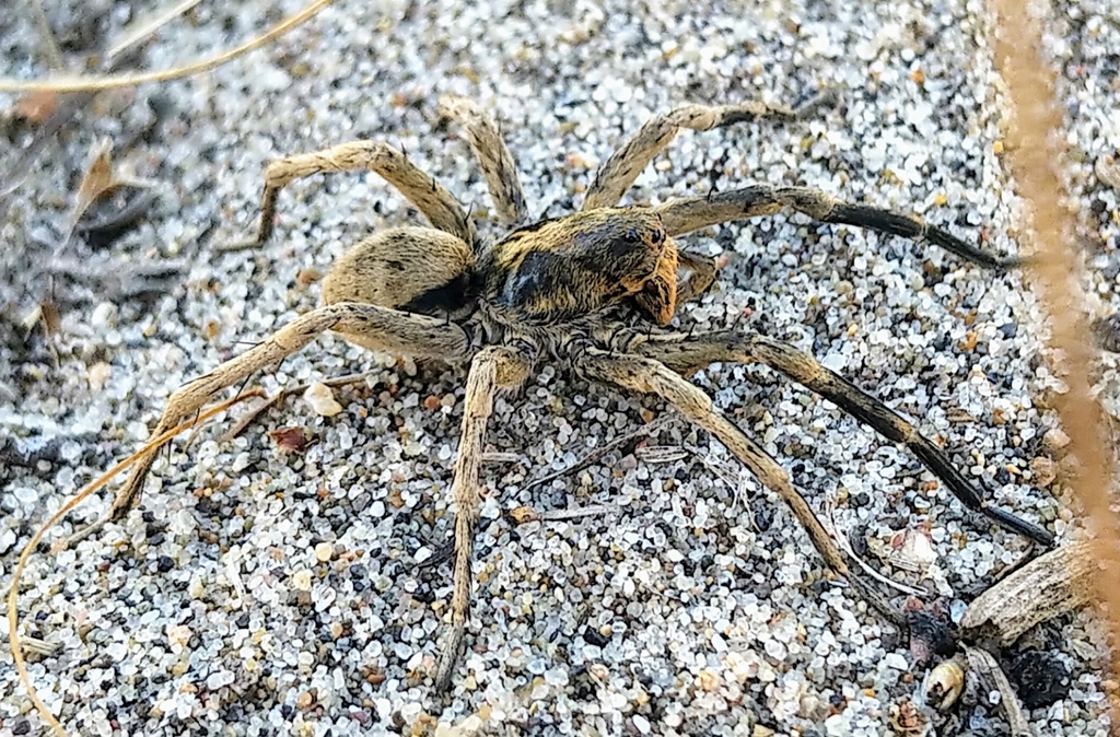 Missouri Burrowing Wolf Spider