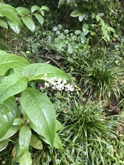 Phytolacca americana