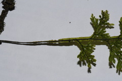 Hymenophyllum flexuosum