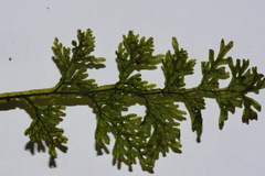 Hymenophyllum flexuosum