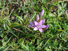 Gentianella aspera