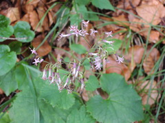 Adenostyles alliariae