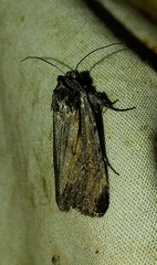 Sympistis mackiei