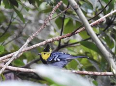 Machlolophus spilonotus