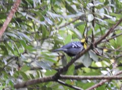 Machlolophus spilonotus