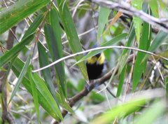 Machlolophus spilonotus