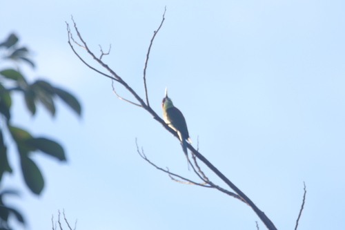 Rufous-crowned Bee-eater (Merops americanus), photo 5