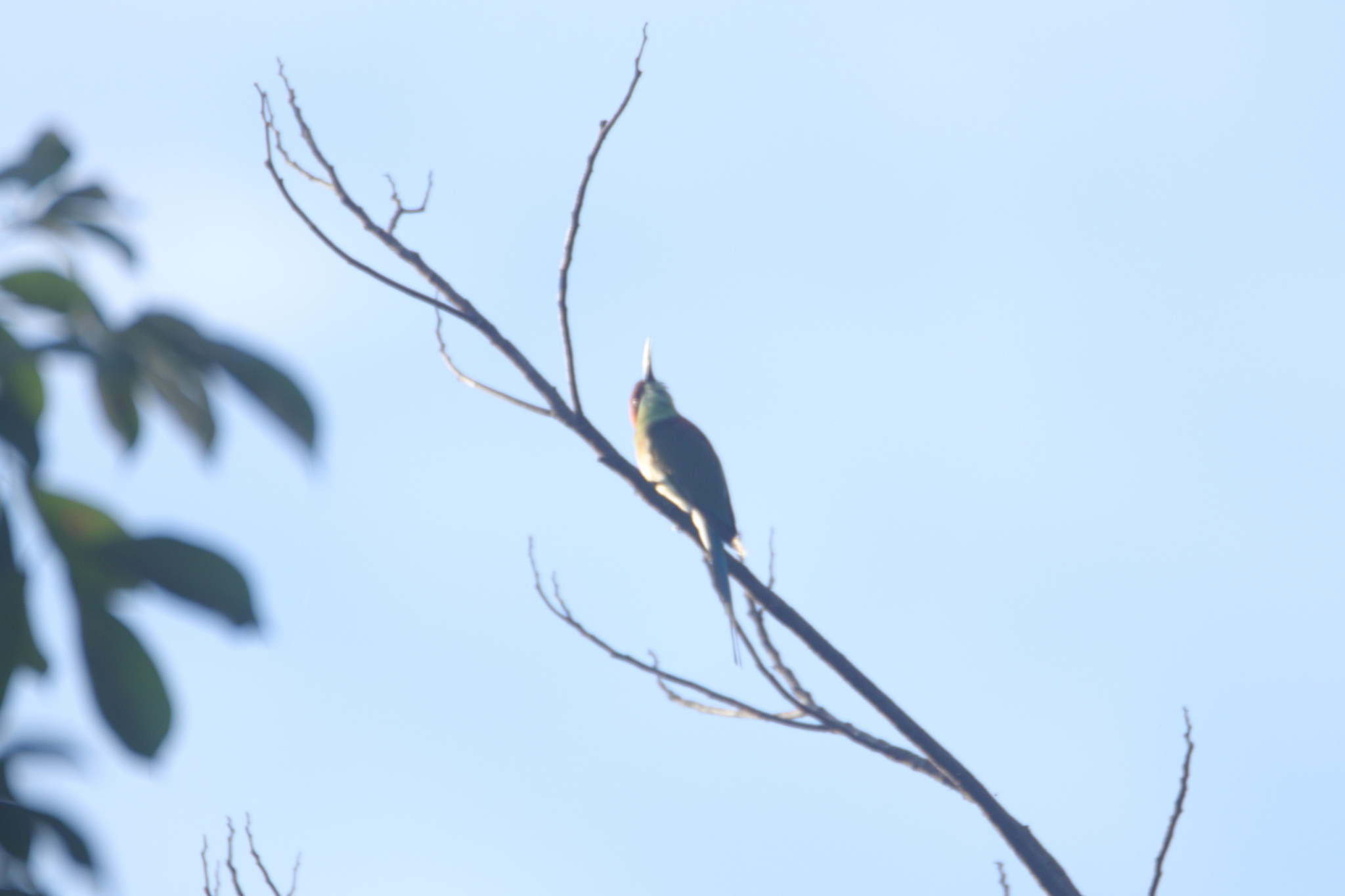 Rufous-crowned Bee-eater (Merops americanus), photo 5